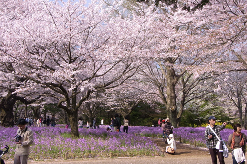 桜とお花畑２jp.jpg